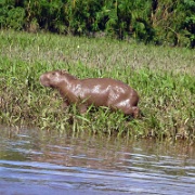 muddy capybara, Tambopata River 183.jpg
