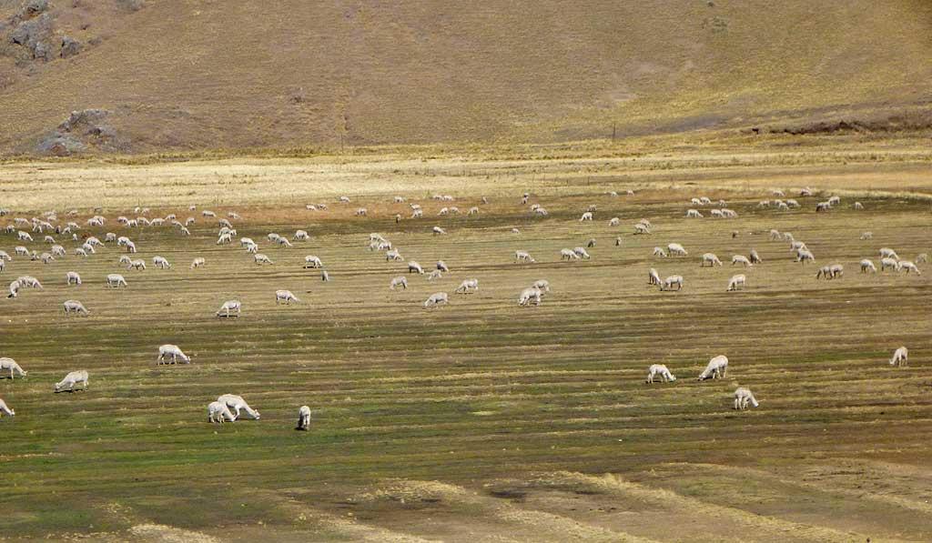 Llamas between Juliaca and Cusco 163