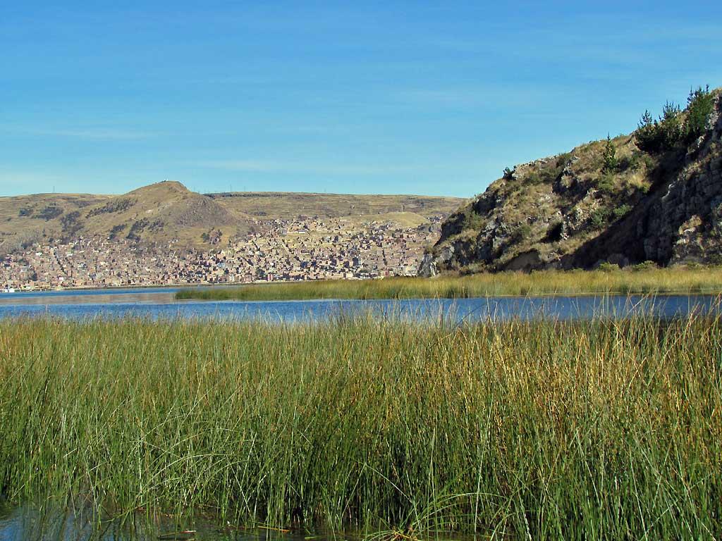 New reed growth, Uros Islands, Lake Titicaca 102