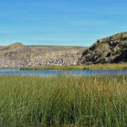 New reed growth, Uros Islands, Lake Titicaca 102.jpg