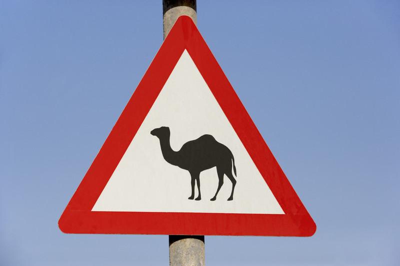 Camel warning, Dubai 7412160