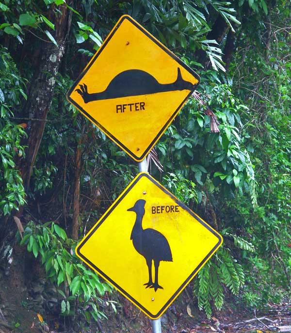 Cassowary sign in the Daintree Rainforest of Queensland 4117452