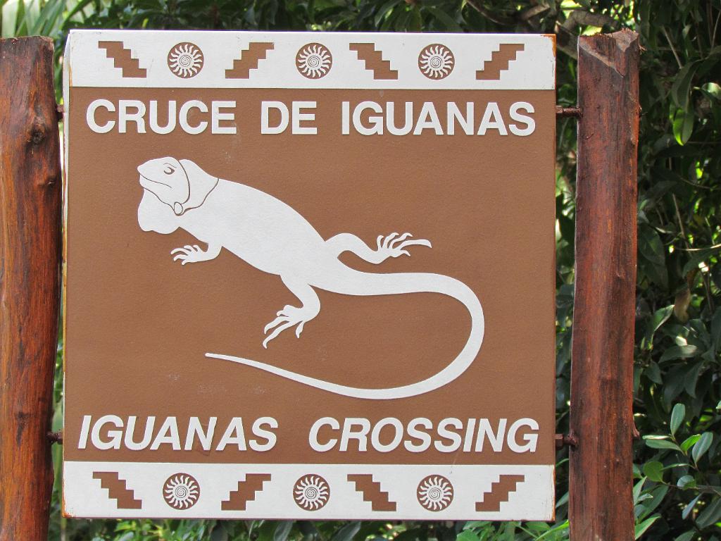 Iguana crossing, Riviera Maya