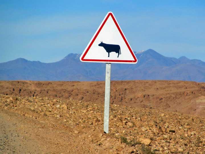 Sahara desert cattle warning, Morocco