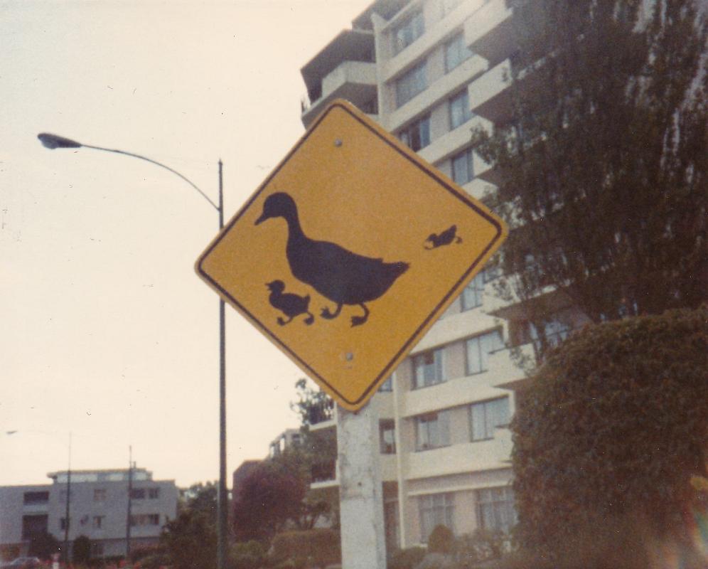 duck-crossing-victoria-bc