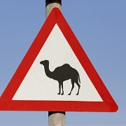 Camel warning, Dubai 7412160.jpg