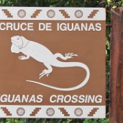 Iguana crossing, Riviera Maya.JPG