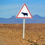 Sahara desert cattle warning, Morocco.jpg