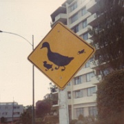 duck-crossing-victoria-bc.jpg